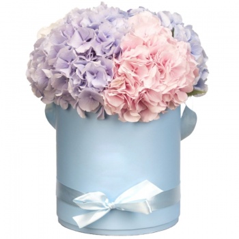 Букет из гортензий в коробке "Нежность"